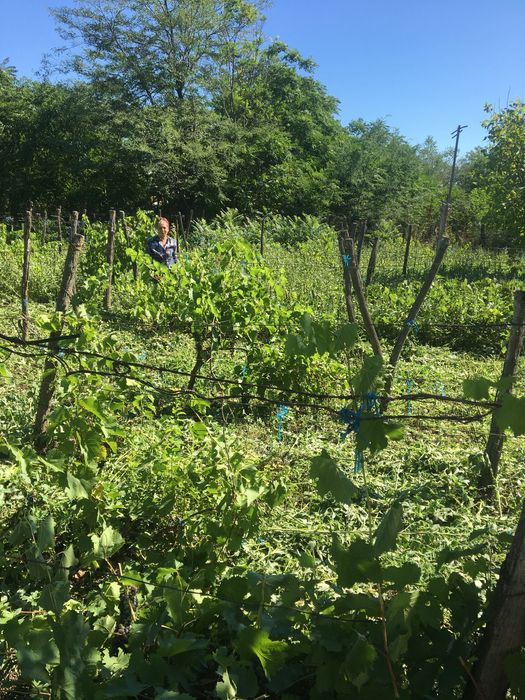 Vand teren+casa batraneasca