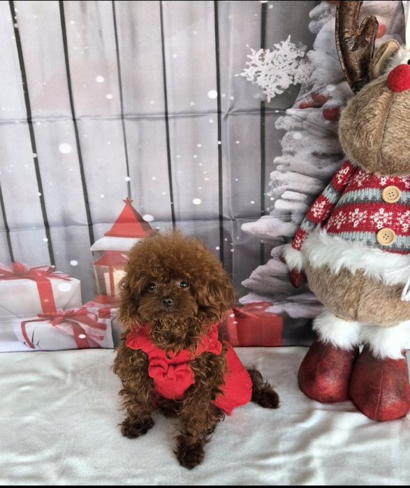 Пудел тийкъп с родосровие / Рооdle teacup