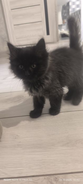 Отдам  кота в добрые руки