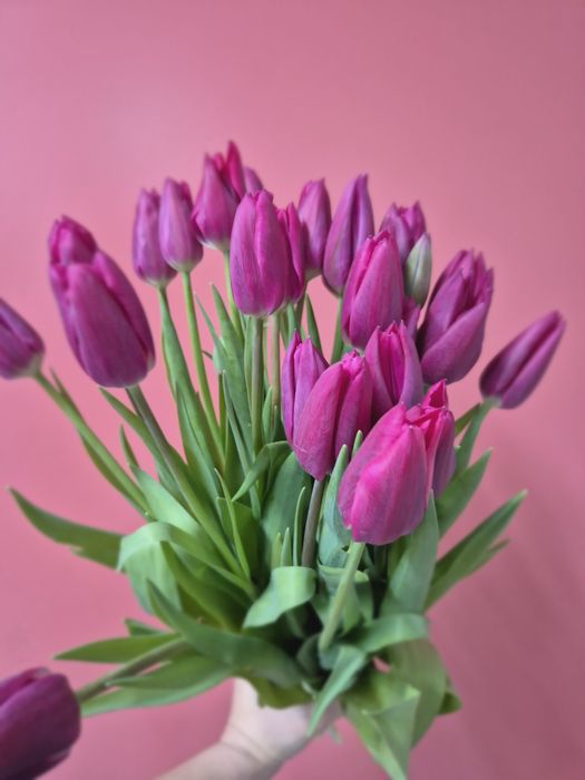 Тюльпаны Актобе!