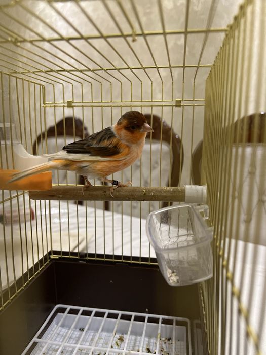 Kanareyka Nar mazayka ola cipor