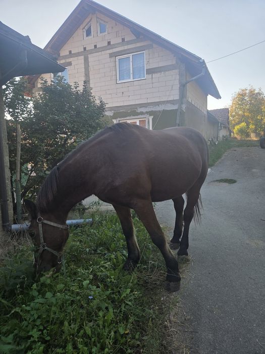 Vând cal sau schimb cu oi