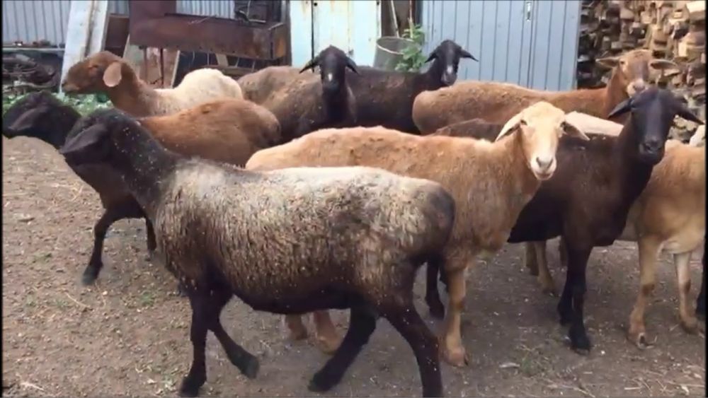 Жирные бараны овцы с откорма