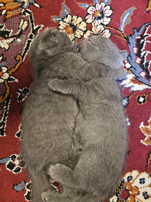 Скотиш фолд 4 кошки