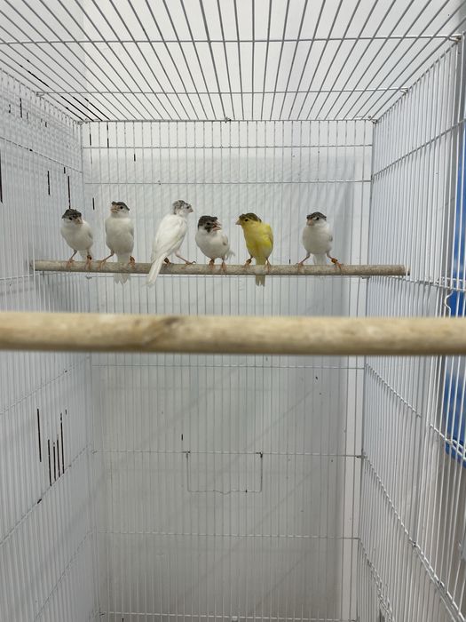 Канарейка сотилади