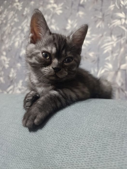 Продам котёнка.