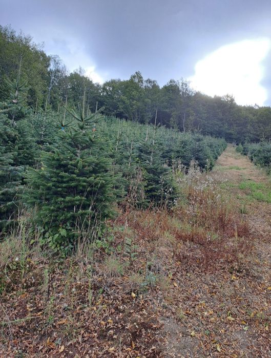 Brazi de Crăciun cu balot de pământ