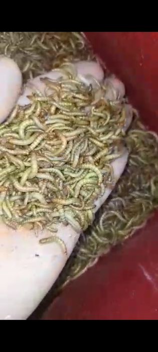 Viermi  faina Hrana păsări insectivore