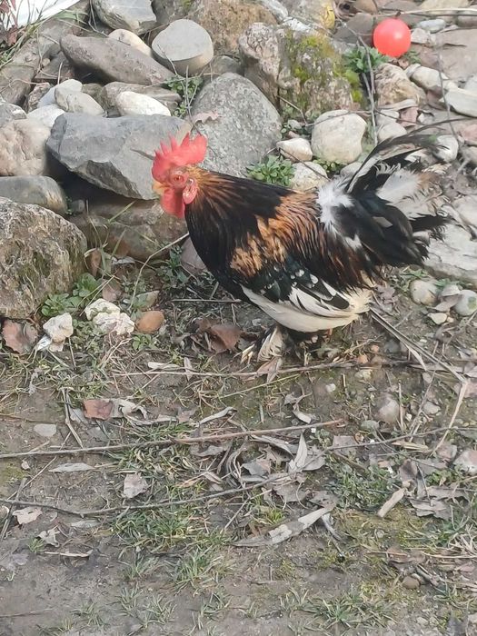 Cocoș american de casa