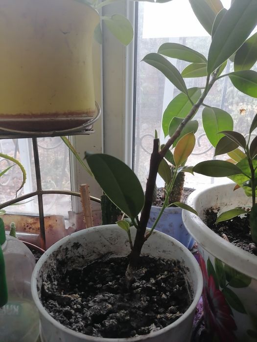 Фикус отросток,  бегония, алоказия детки, сансевиерия