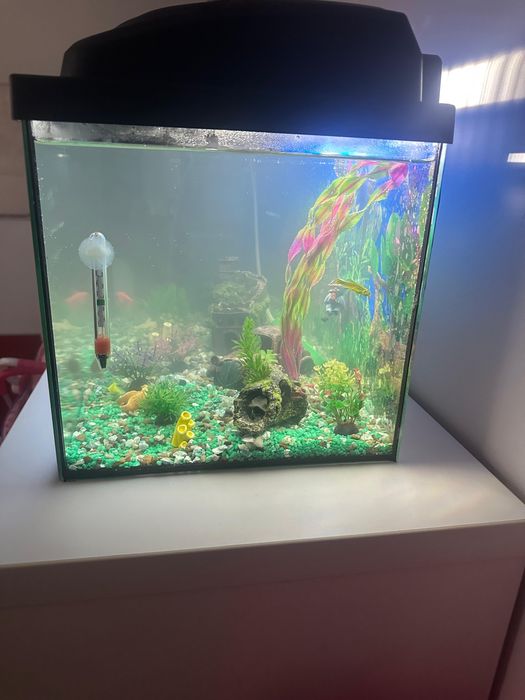 Acvariu complet echipat, foarte bine întreținut
