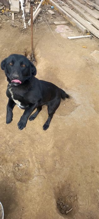 Щенки бесплатно отдам