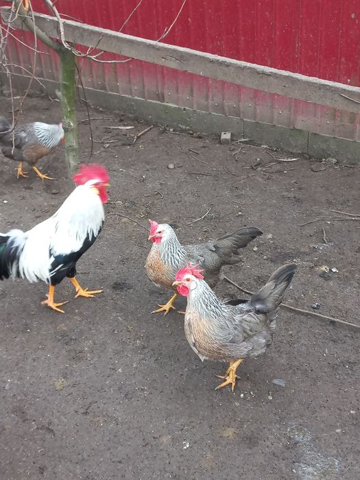 Oua incubat italiana argintie