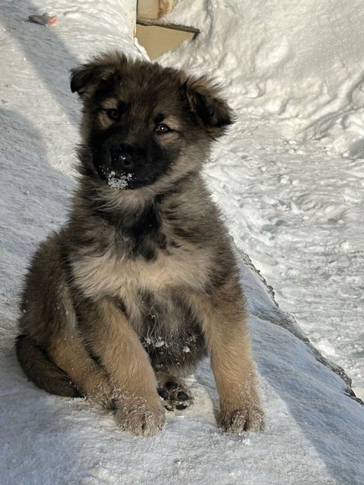 Щенки отдаю за бесплатно