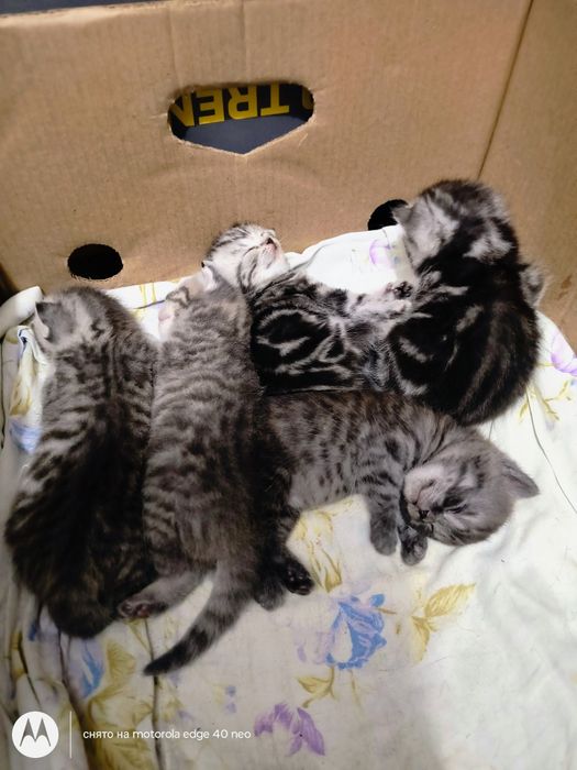Продам шотландских котят