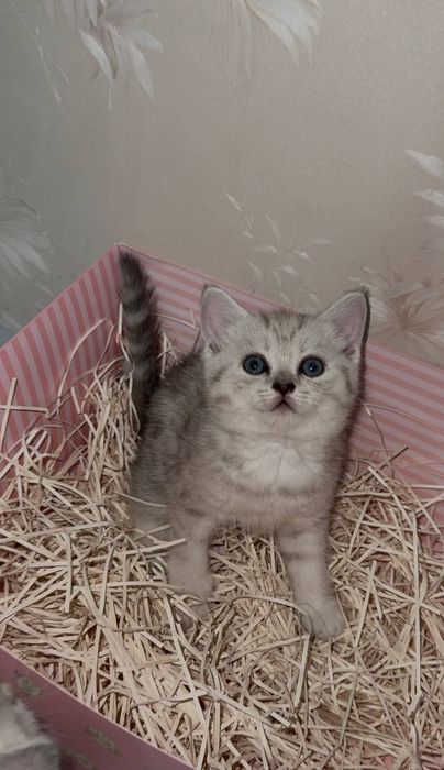 Британский котёнок  милый малыш