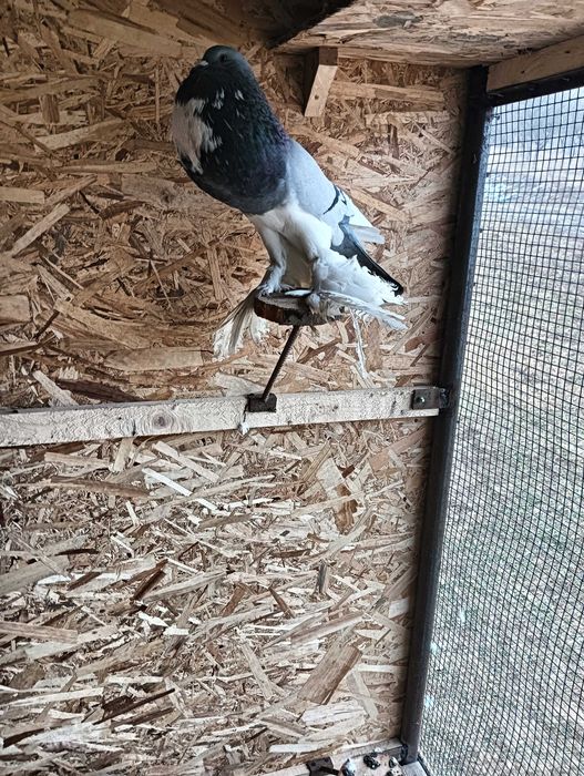 Gușați de pomerania