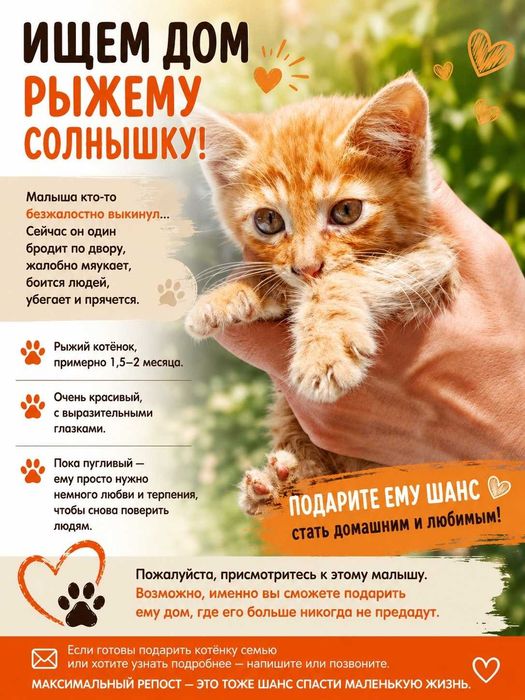 Отдам котенка в добрые руки