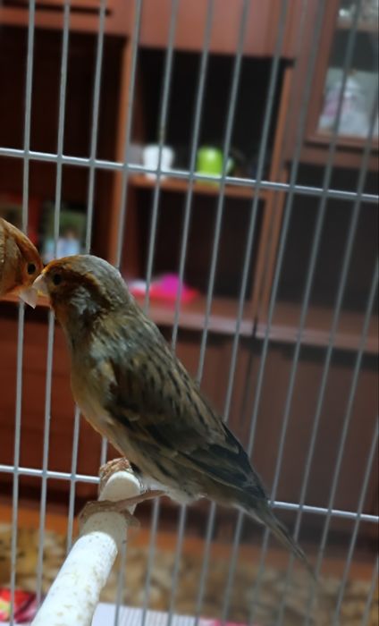 Прекрасные Певцы.