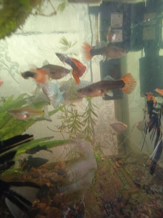 Аквариумные рыбки