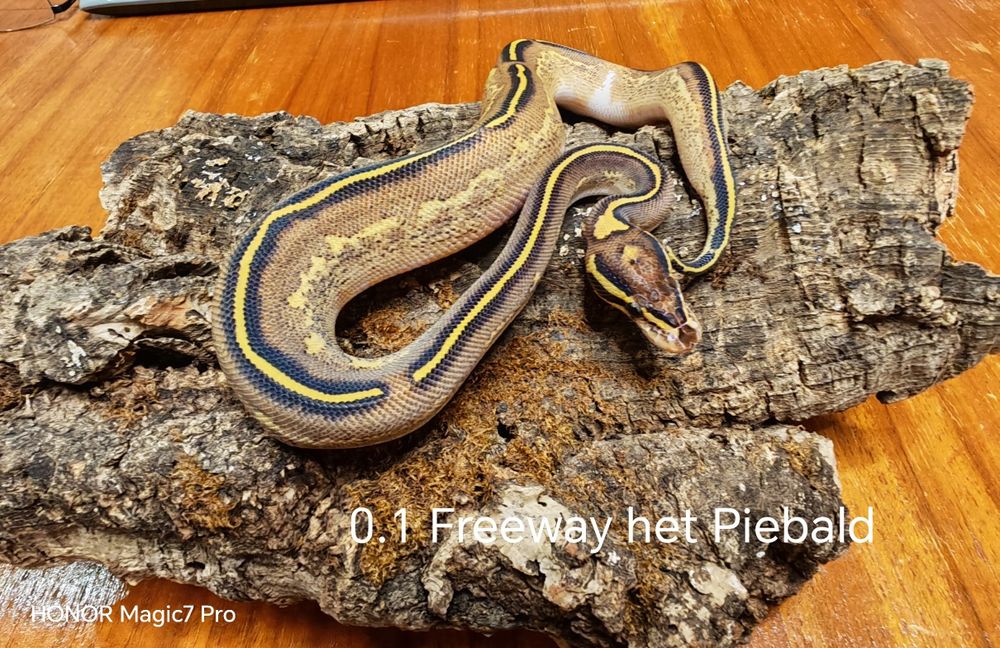 Кралски питони (Python Regius)