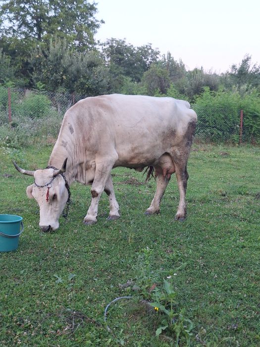 Vand vaca de taiat sau tinut