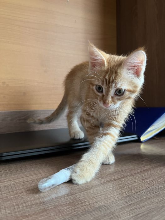 Котенок бесплатно