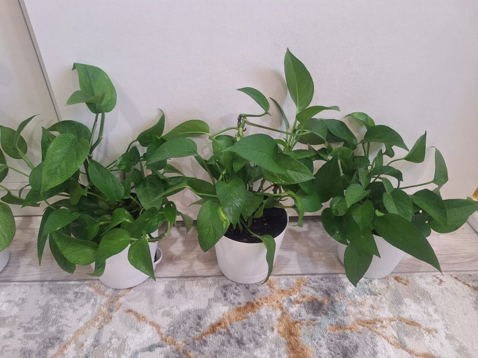 Стендапсус комнатное растение