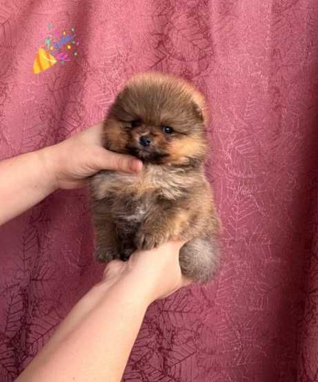 Померанский Шпиц