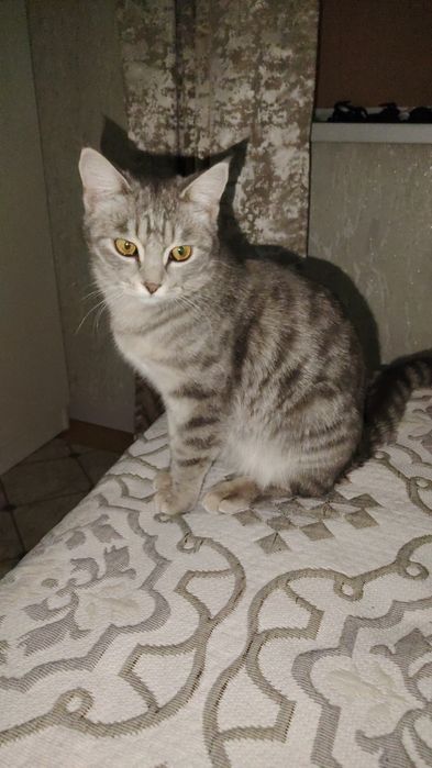 Отдам кошку бесплатно.