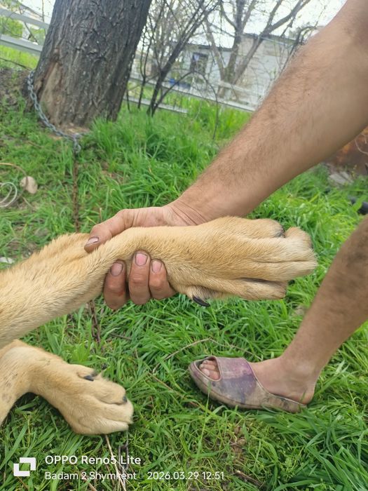 Алабай шено на продаже