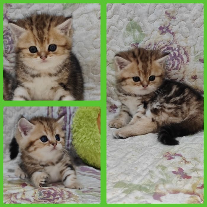 Продается мальчик Скоттиш фолд