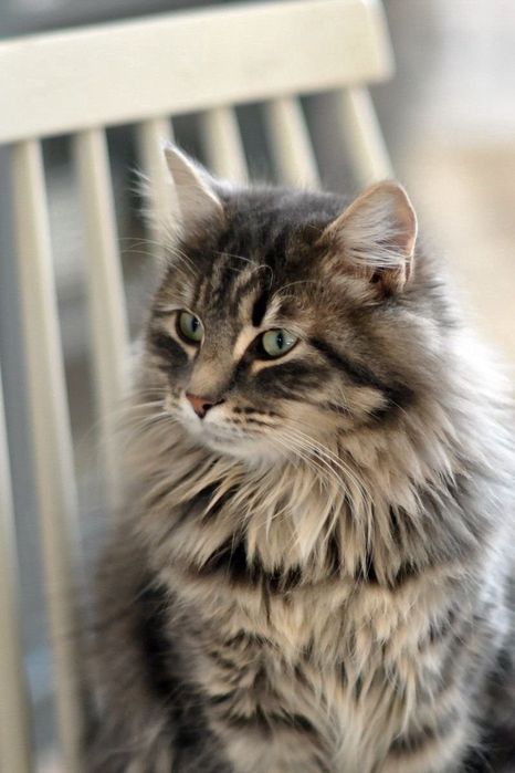 Отдам в добрые руки