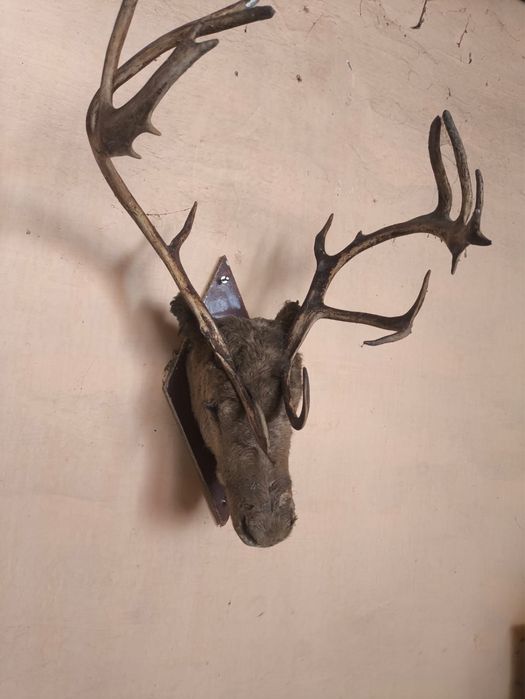 Оленье чучило