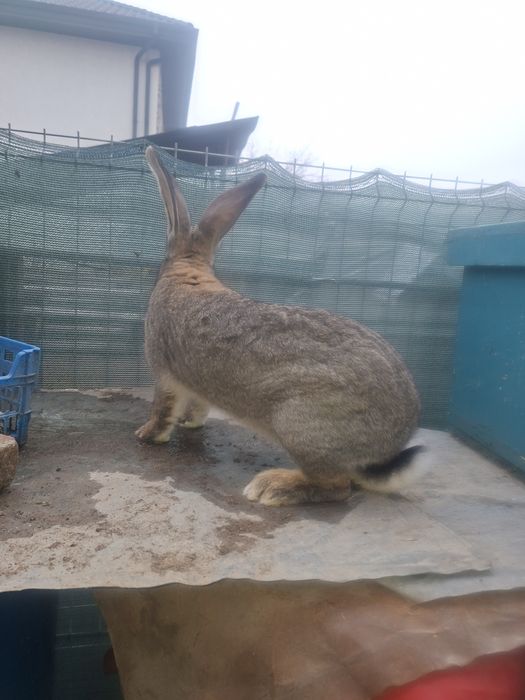 Iepuroi si iepuroice