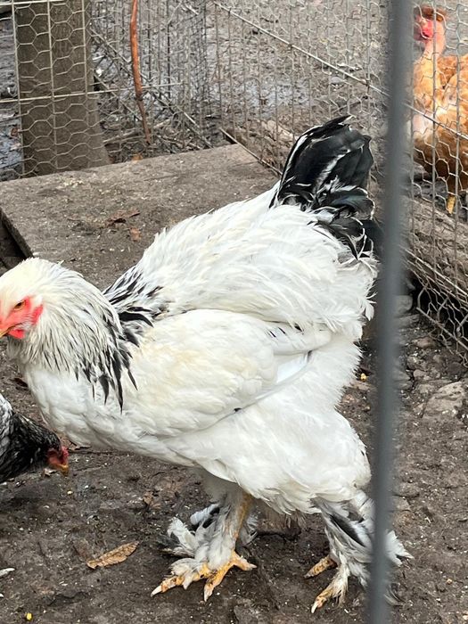 oua incubat ,pui brahma herminat,