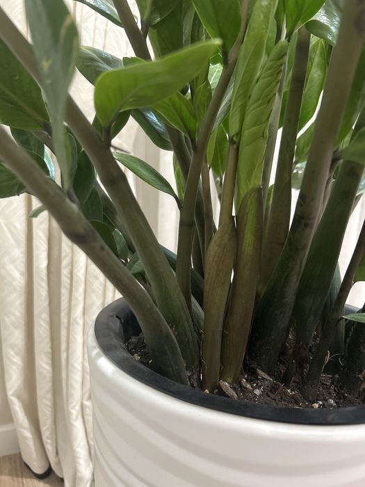 Комнатные цветы, замик