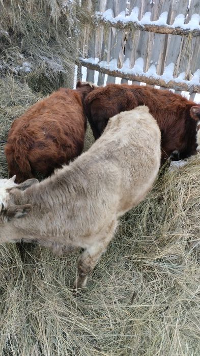 Продам 4 головы КРС