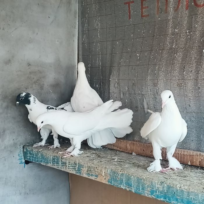 Широкохвостые  голуби