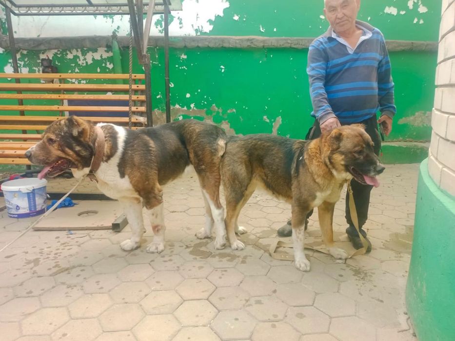 Продам прямого сына Мойнака