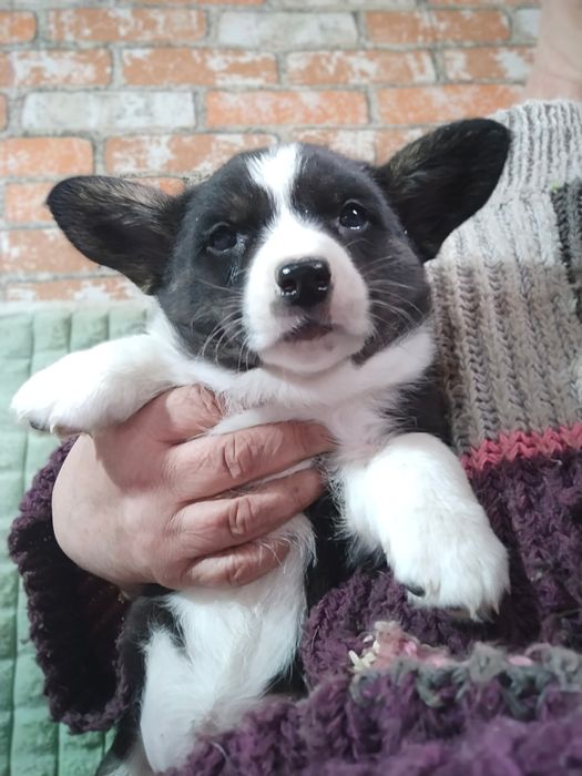 Щенки вельш корги кардиган