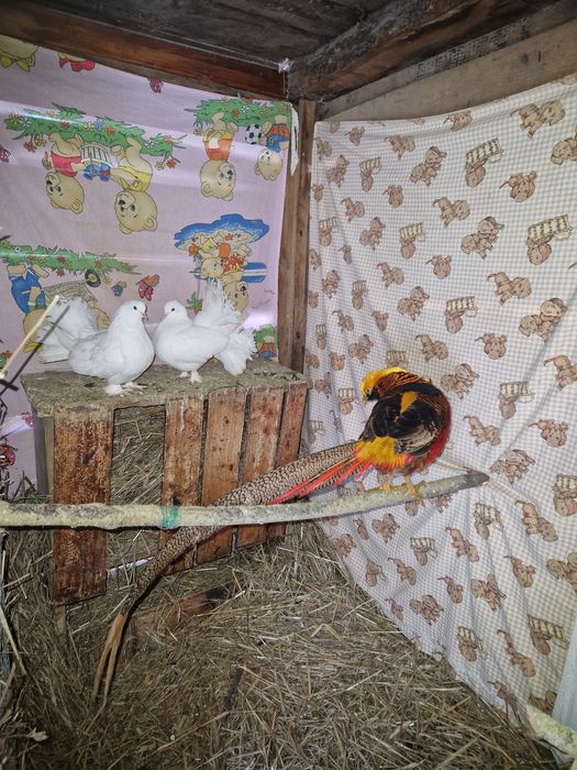 Vand voltați maghiari