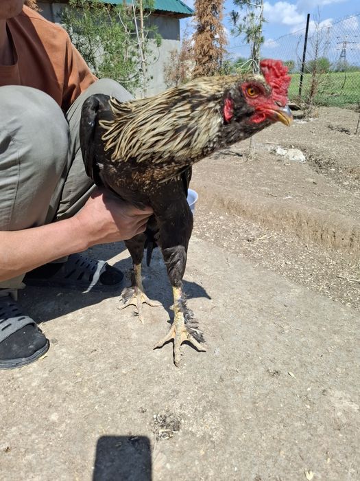 Хуроз сотилади. Домашний.