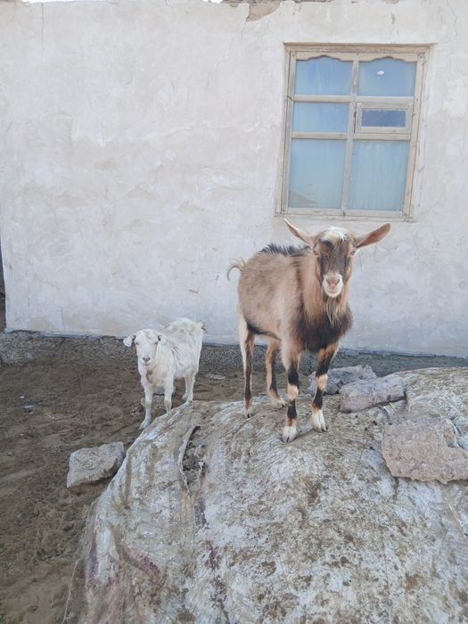 Заанин ешкі мен ағылшын нуб текесі сатылады