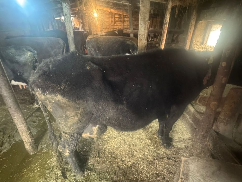 Продам коров сиыр