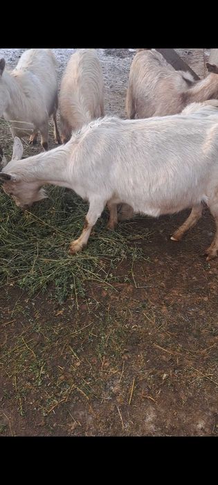 Capre gestante vand sau schimb am si capre sterpe de taiat