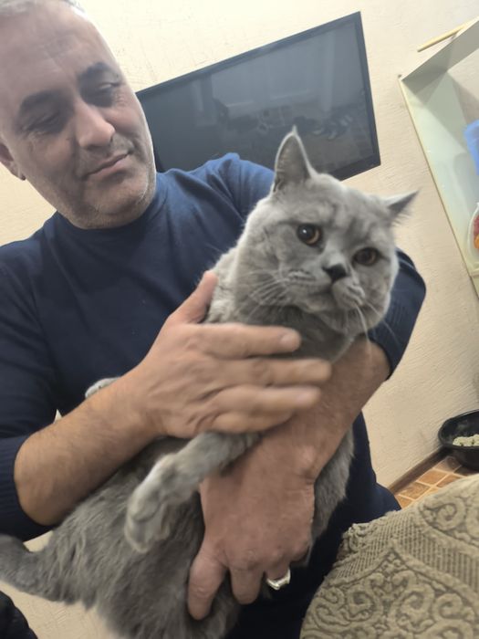 Вязка скотиш страйд