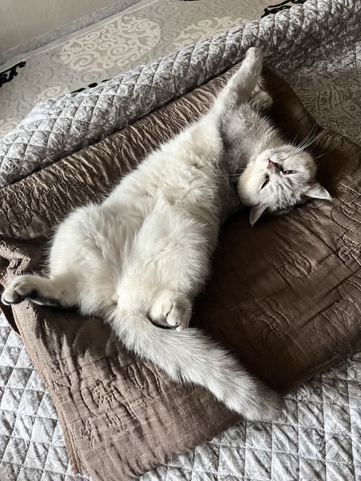 Передержка кошек недорого