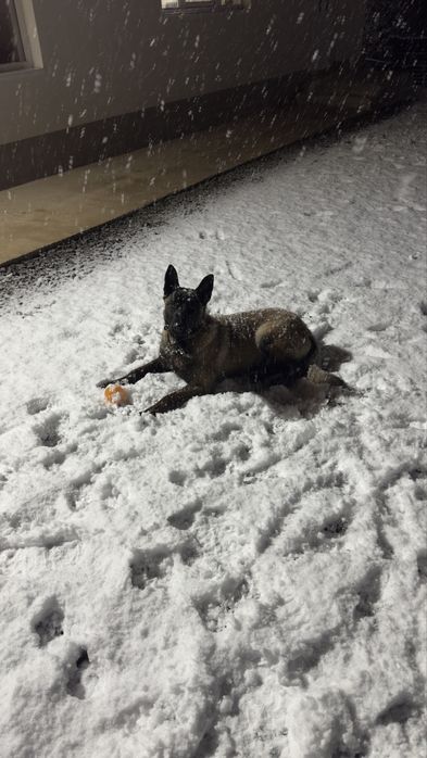 Vand catel Ciobanesc belgian in varsta de 10 luni.PRET NEGOCIABIL