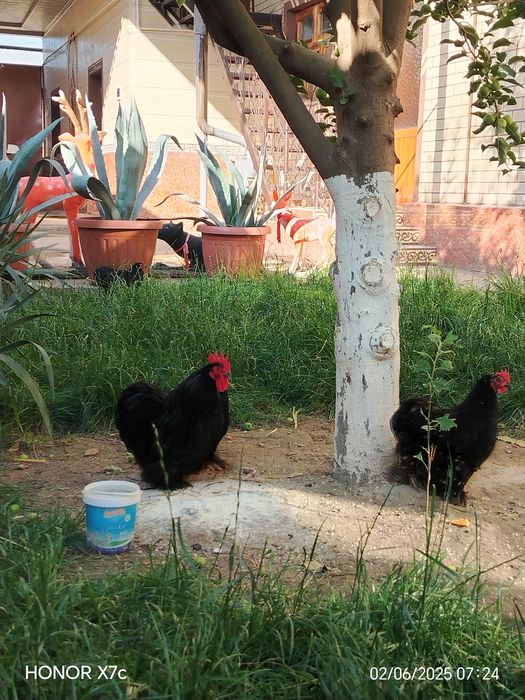 Yapon Choynak patoda tuxumlar